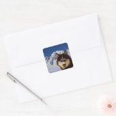 Siberian Husky Sticker (Umschlag)