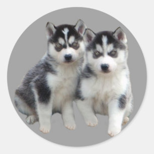 Siberian Husky Sticker