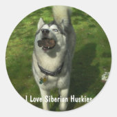 Siberian Husky Stickers (Vorderseite)