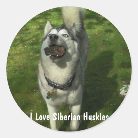 Siberian Husky Stickers (Vorderseite)