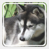Siberian Husky Stickers (Vorderseite)