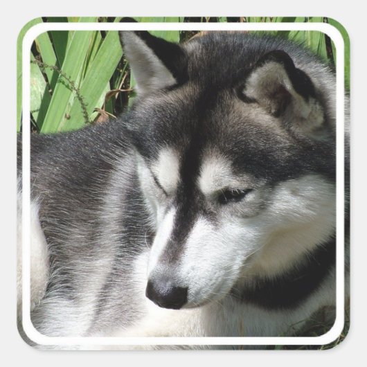 Siberian Husky Stickers (Vorderseite)