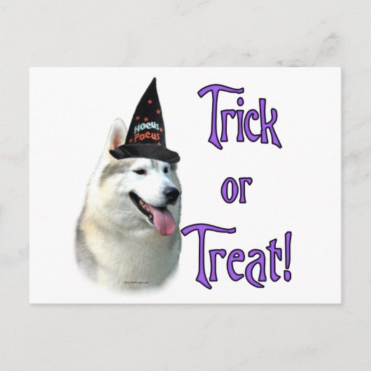 Siberian Husky Trick Postkarte (Vorderseite)