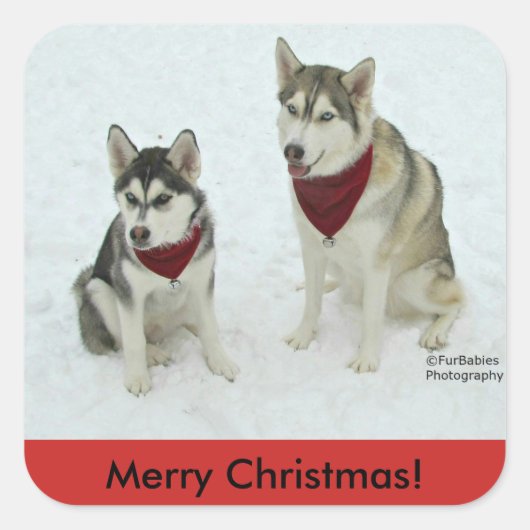 Siberian Husky Weihnachtsaufkleber Quadratischer Aufkleber (Vorderseite)