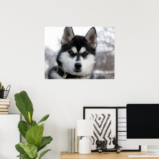 Siberian Husky Welpenposter Poster (Heimbüro)