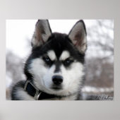 Siberian Husky Welpenposter Poster (Vorne)