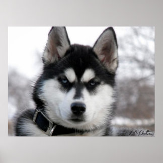 Siberian Husky Welpenposter Poster