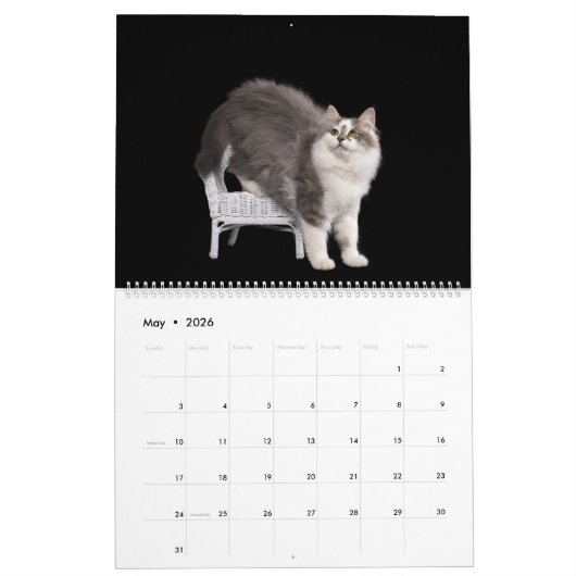 Siberian Kittens Calendar Kalender (Mai 2026)