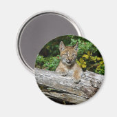 Siberian Lynx Kitten Magnet (Vorderseite/Rückseite)