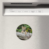 Siberian Lynx Kitten Magnet (In Situ (Geschirrspüler))