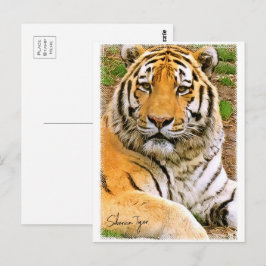 Siberian Tiger ポストカード Postkarte