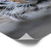 Siberian Tiger Fotograf Poster (Ecke)