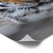 Siberian Tiger Fotograf Poster (Ecke)