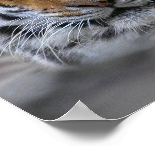 Siberian Tiger Fotograf Poster (Ecke)