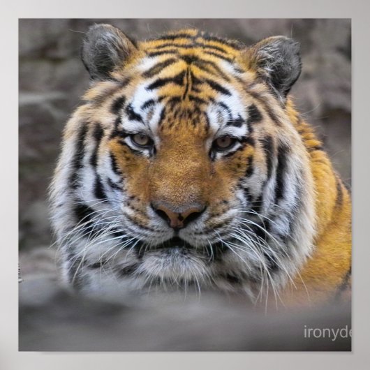 Siberian Tiger Fotograf Poster (Vorne)