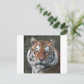 Siberian Tiger Portrait Postkarte (Stehend Vorderseite)
