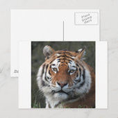 Siberian Tiger Portrait Postkarte (Vorne/Hinten)