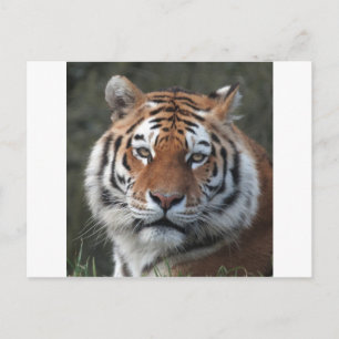Siberian Tiger Portrait Postkarte