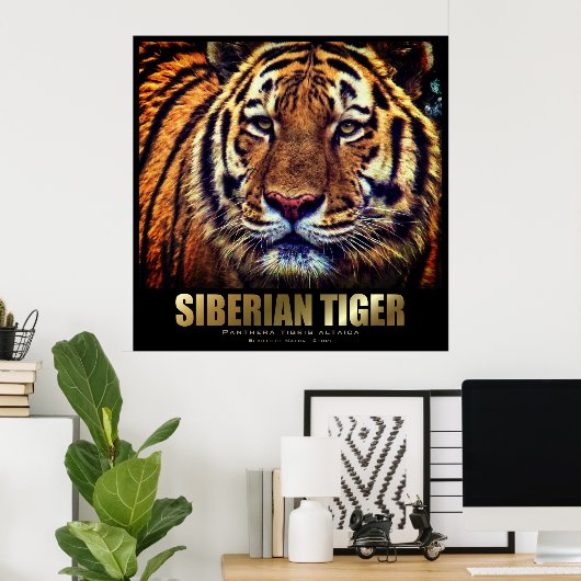Siberian Tiger: Poster (Heimbüro)