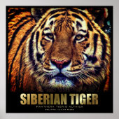 Siberian Tiger: Poster (Vorne)