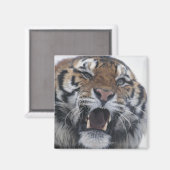 Siberian Tiger Snarling Magnet (Vorderseite/Rückseite)