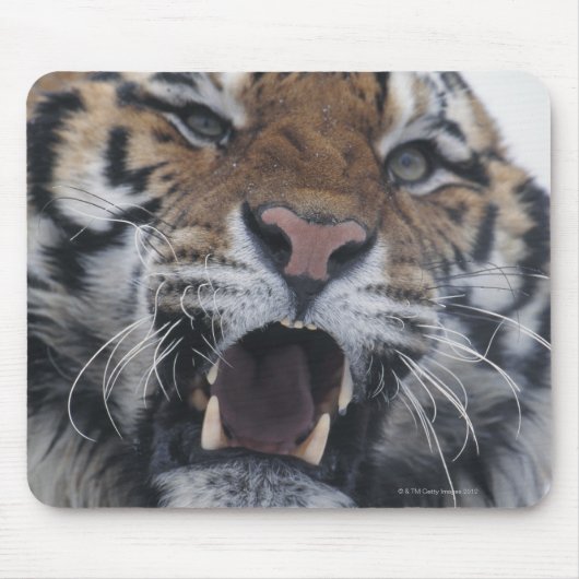 Siberian Tiger Snarling Mousepad (Vorne)