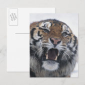 Siberian Tiger Snarling Postkarte (Vorne/Hinten)