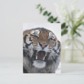 Siberian Tiger Snarling Postkarte (Stehend Vorderseite)