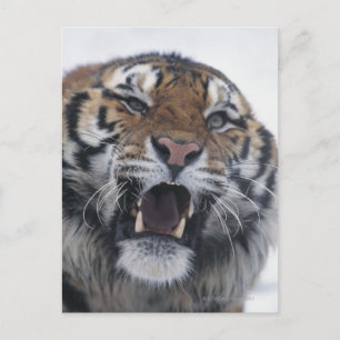 Siberian Tiger Snarling Postkarte
