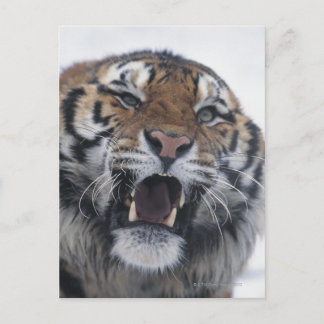 Siberian Tiger Snarling Postkarte
