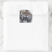 Siberian Tiger Snarling Quadratischer Aufkleber (Tasche)