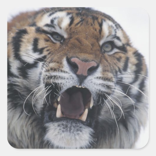 Siberian Tiger Snarling Quadratischer Aufkleber (Vorderseite)