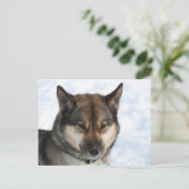 Siberisch_Husky_agouti Postkarte (Stehend Vorderseite)