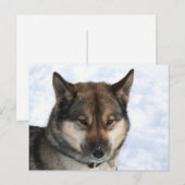 Siberisch_Husky_agouti Postkarte (Vorne/Hinten)