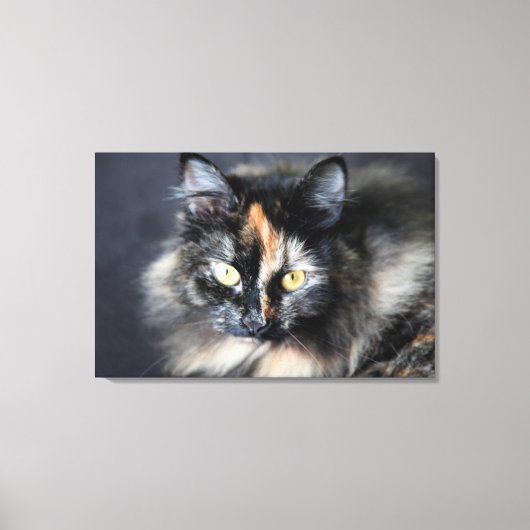 Siberische Katze Leinwanddruck (Vorderseite)