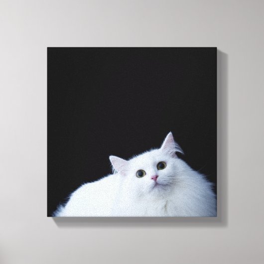 Siberische Katze Leinwanddruck (Vorderseite)