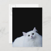 Siberische Katze Postkarte (Vorne/Hinten)