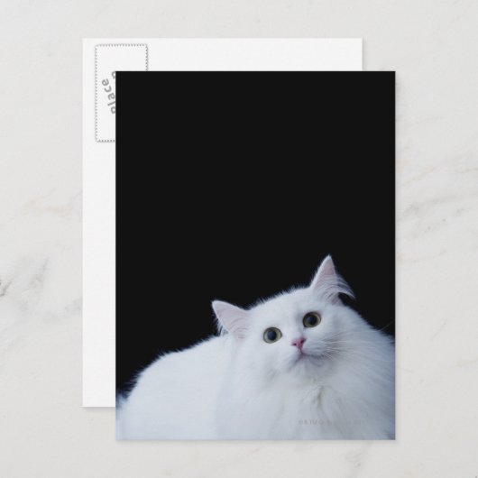 Siberische Katze Postkarte (Vorne/Hinten)
