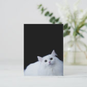 Siberische Katze Postkarte (Stehend Vorderseite)