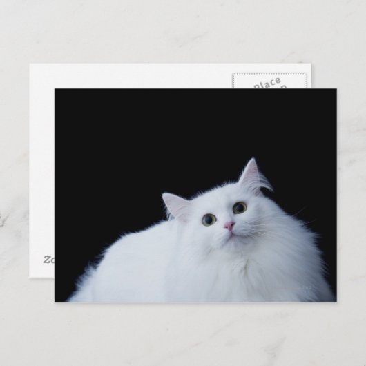 Siberische Katze Postkarte (Vorne/Hinten)