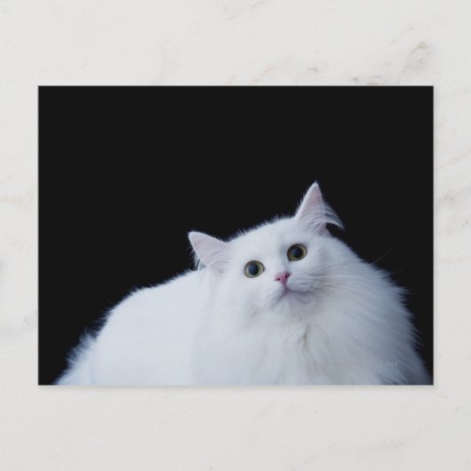 Siberische Katze Postkarte (Vorderseite)