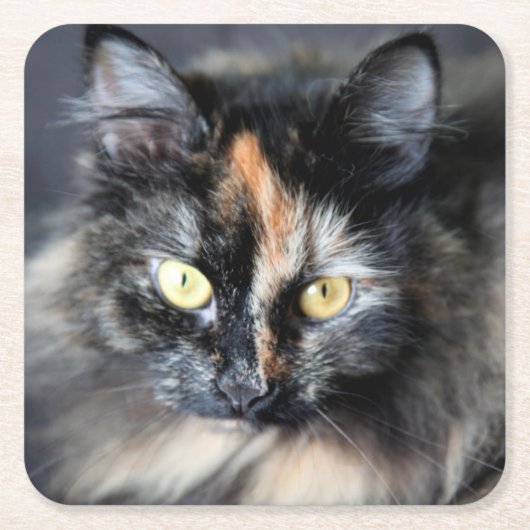 Siberische Katze Rechteckiger Pappuntersetzer (Vorderseite)