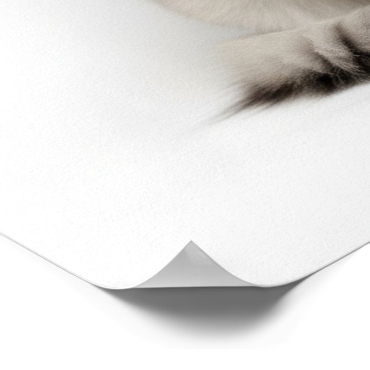 Siberische Katzenkunst Poster (Ecke)