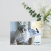 Siberische Katzenzucht Postkarte (Stehend Vorderseite)