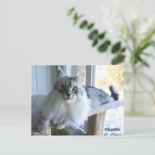 Siberische Katzenzucht Postkarte (Stehend Vorderseite)