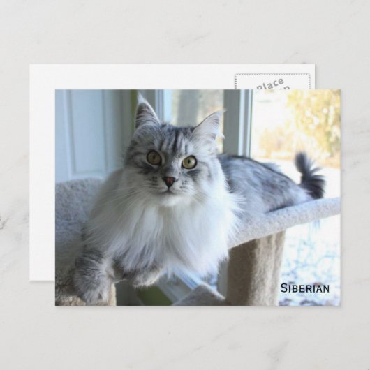 Siberische Katzenzucht Postkarte (Vorne/Hinten)