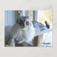 Siberische Katzenzucht Postkarte