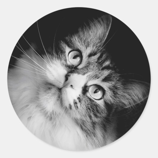 Siberischer Cat-Umschlag Aufkleber (Vorderseite)
