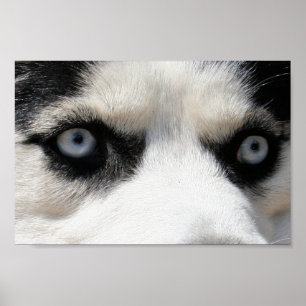 Siberischer Husky-Demon 3 Poster