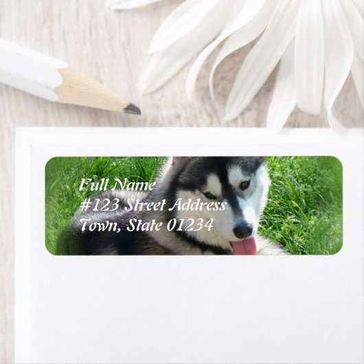 Siberischer Husky-Dog-Postleitzahl (Insitu)